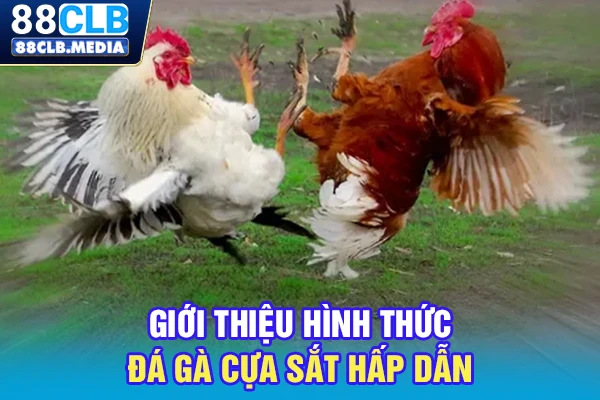 Giới thiệu hình thức đá gà cựa sắt hấp dẫn